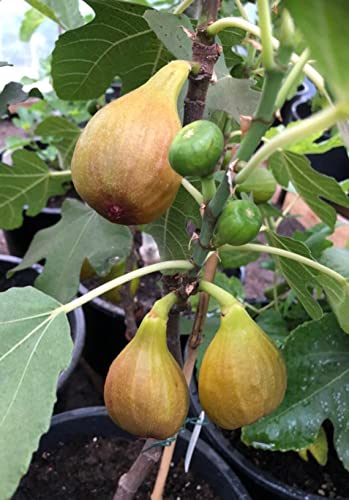 Ficus Carica 'Bornholms Diamant' Stämmchen 100-120 cm – Winterharte Feigenpflanze für Garten und Terrasse von Blumen-Senf