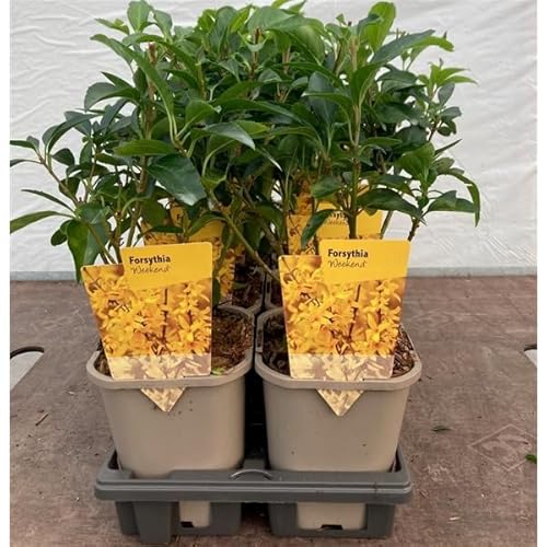 Forsythia x intermedia 'WEEK-END' 30-40 cm – Goldglöckchen Strauch im Topf – Winterharte Zierpflanze mit leuchtend gelben Blüten – Ideal für Hecken, Beete & Kübel Forsythia x intermedia 'WEEK-END' 30-40 cm – Goldglöckchen Strauch im Topf – Winterharte Zierpflanze mit leuchtend gelben Blüten – Ideal für Hecken, Beete & Kübel von Blumen-Senf
