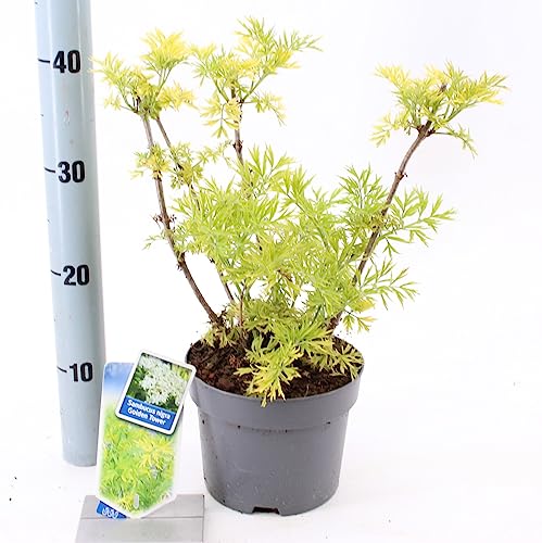 Gelblaubiger Säulen-Holunder 'Golden Tower' ca. 50 cm - Sambucus nigra 'Golden Tower' von Blumen-Senf