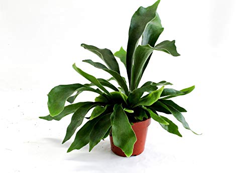 Geweihfarn 35 cm Platycerium Bifurcatum Zimmerpflanze von Blumen-Senf