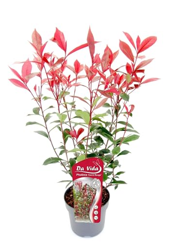 Glanzmispel Photinia fraseri 'Carré Rouge' 40-60 cm besonders roter Blattaustrieb, winterhart von Blumen-Senf