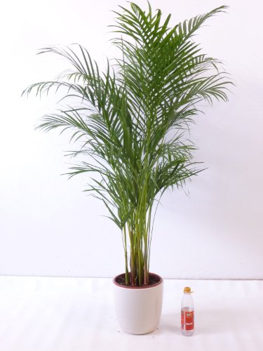 Goldfruchtpalme 140 cm Chrysalidocarpus lutescens - "Areca Palme" / Zimmerpalme von Blumen-Senf