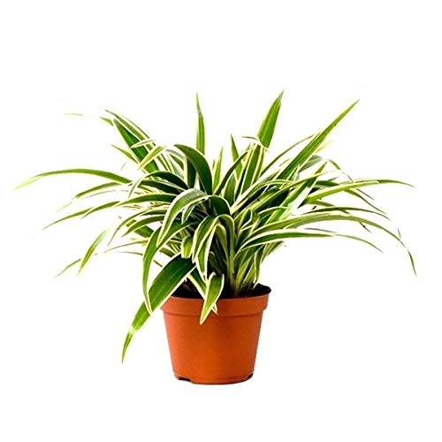 Grünlilie Chlorophytum Laxum 30 cm Luftreinigend Zimmerpflanze von Blumen-Senf