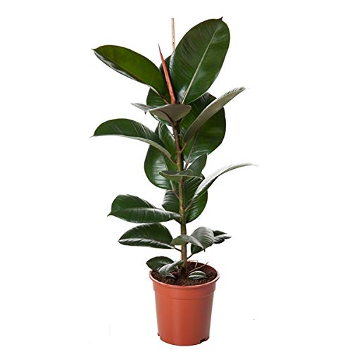 Ficus Elastica Robusta Gummibaum 30-40 cm - Pflegeleichte Zimmerpflanze für Zuhause & Büro, Luftreinigend, Grüne Dekoration für Innenräume Ficus Elastica Robusta Gummibaum 30-40 cm - Pflegeleichte Zimmerpflanze für Zuhause & Büro, Luftreinigend, Grüne Dekoration für Innenräume von Blumen-Senf