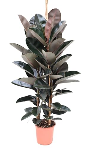 Gummibaum ca. 130-160 cm 3 Pflanzen im Topf Ficus elastica Abidjan von Blumen-Senf