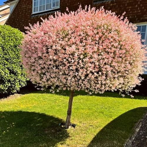 Harlekinweide Stämmchen 120-140 cm - Salix integra 'Hakuro Nishiki' - Zierweide - Gehölz - winterhart - mehrjährig - Flachwurzler von Blumen-Senf