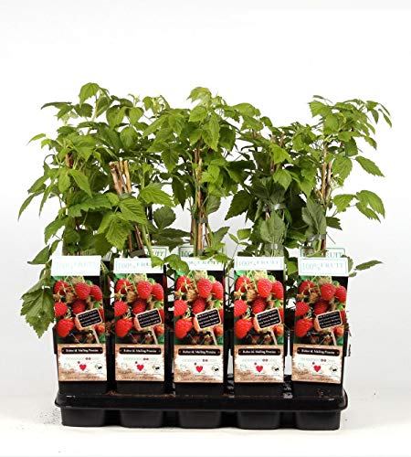 Himbeere - Rubus idaeus Malling Promise 30-40 cm ertragreiche Gartenhimbeere Himbeere - Rubus idaeus Malling Promise 30-40 cm ertragreiche Gartenhimbeere von Blumen-Senf