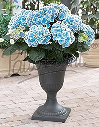 Hortensie Hydrangea macrophylla 'Bavaria' 20-30 cm – Robuste & Dekorative Blühpflanze für Garten & Balkon, Pflegeleicht und Farbhervorhebend von Blumen-Senf