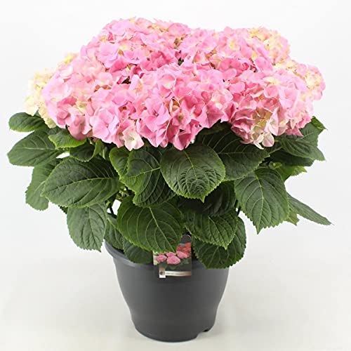 Hortensie Hydrangea macrophylla 'Early Pink' 20-30 cm – Frühblühende, Pflegeleichte Pinke Blühpflanze für Garten & Balkon von Blumen-Senf