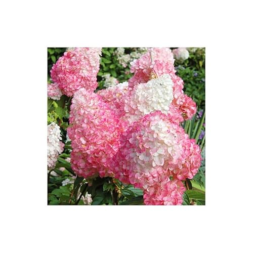 Hydrangea Paniculata 'Pink Lady' 30-50 cm Rispenhortensie Laubgehölz von Blumen-Senf