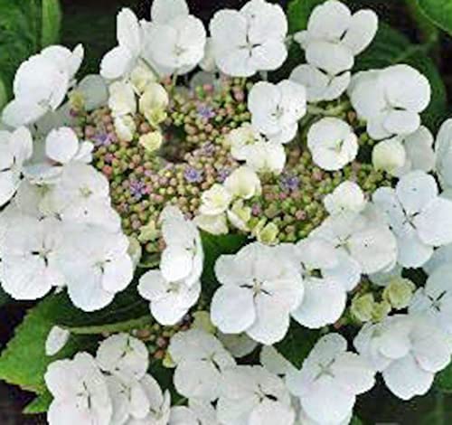 Hydrangea macrophylla Benxi 20-30 cm/Topf 10,5 - Hortensien mit prächtigen Blüten - Tellerhortensie von Blumen-Senf