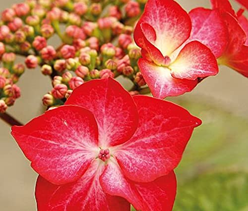 Hydrangea macrophylla Red Bull 20-30 cm/Topf 10,5 - Hortensien mit prächtigen Blüten - Tellerhortensie von Blumen-Senf
