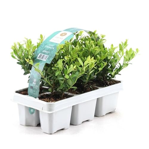 Ilex crenata ‘Jenny’ 6 Stück 20–25 cm inkl. Topf – Japanische Stechpalme – Immergrüne Heckenpflanzen – Idealer Buchsbaum-Ersatz für Garten & Vorgarten von Blumen-Senf
