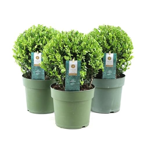 Ilex crenata 'Jenny' Kugel 20-25 cm Ø – Immergrüne Stechpalme – Buchsbaum-Ersatz für Garten & Terrasse – Pflegeleicht, Frosthart, Formschöne Heckenpflanze von Blumen-Senf