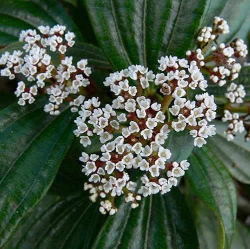 Immergrüner Kissen-Schneeball ca. 30 cm - Viburnum davidii im Topf gewachsen von Blumen-Senf