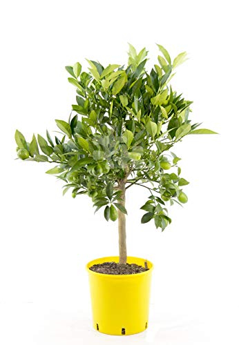 Italienische Limequat - Citrus x floridana, 80 cm, Exotischer Zitrusbaum, Pflegeleicht & Ertragreich, Ideal für Terrasse & Wintergarten von Blumen-Senf
