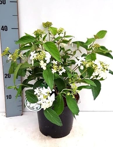 Japanischer Zwerg-Schneeball 'Watanabe' ca. 30-40 cm Viburnum plicatum - Gefüllt von Blumen-Senf