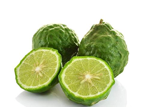 Kaffir-Limette Citrus Hystrix – 70–100 cm Stämmchen | Echter Kaffir-Limettenbaum | Intensives Aroma | Exotische Zitruspflanze für Garten & Küche | Ideal für Thai-Küche, Cocktails & Duftöl von Blumen-Senf