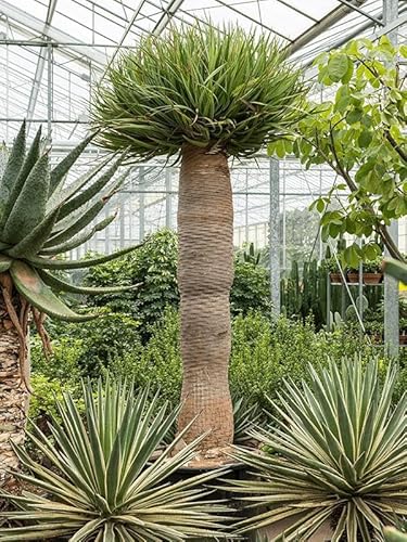 Kanarischer Drachenbaum ca. 80 cm - Dracaena draco - Blutbaum - Zimmerpflanze von Blumen-Senf