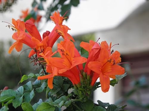 Kap-Geißblatt 150-200 cm - Tecomaria capensis - Kletterpflanze von Blumen-Senf