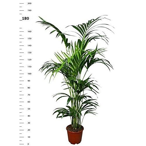 Kentia Palme 180-190 cm Howea forsterian von Blumen-Senf