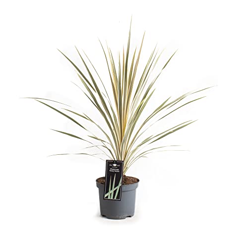 Keulenlilie Dazzler 80-100 cm - Cordyline Torbay Dazzler - winterhart bis -10°C - variegata von Blumen-Senf