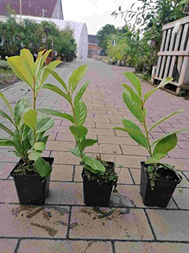 Kirschlorbeer 'Novita' 30-50 cm – Prunus laurocerasus – Immergrüner Sichtschutz – Winterhart – 1 Pflanze im Topf gewachsen von Blumen-Senf