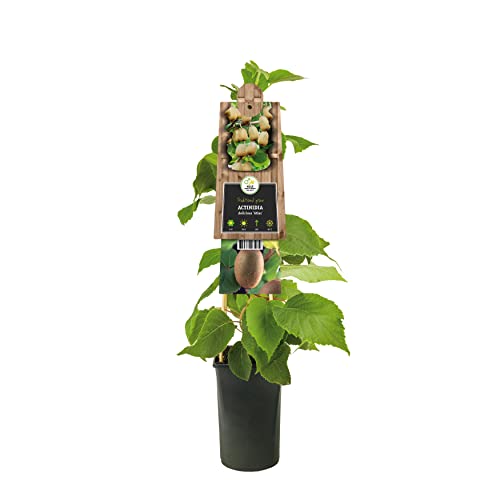 Kiwi Atlas 70 cm - Actinidia chinensis Atlas - männlich von Blumen-Senf