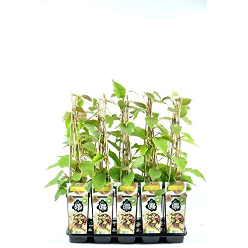 Kiwi Jenny (Actinidia chinensis) 50-70 cm – Selbstfruchtend & Winterhart – Süße Mini-Kiwi Pflanze für Garten & Terrasse – Hoher Ertrag – Ideal als Naschobst & Kletterpflanze von Blumen-Senf