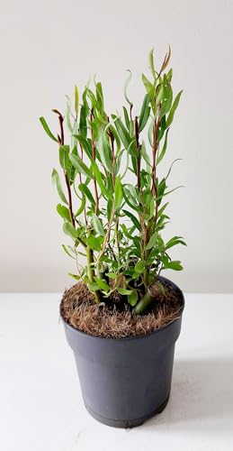 Korkenzieher-Weide 30-50 cm Salix babylonica Tortuosa Zickzack-Weide von Blumen-Senf