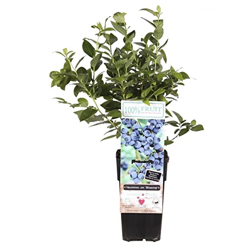 Kulturheidelbeere - Vaccinium corymbosum 'Emblue' 60-70 cm von Blumen-Senf