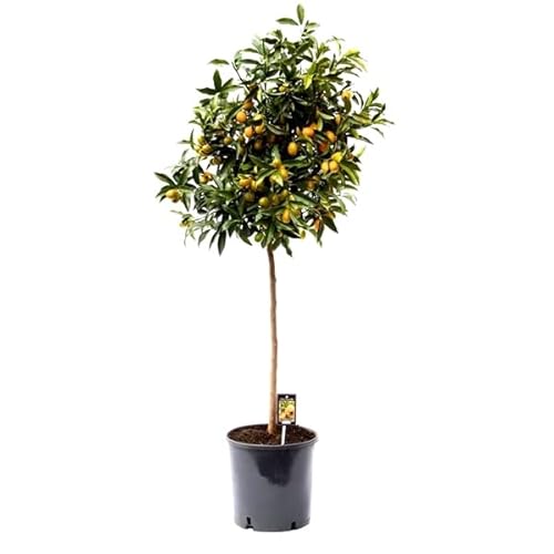 Kumquat mit Frucht 130-160 cm Fortunella margarita Citrus Zitrus Zitruspflanze von Blumen-Senf