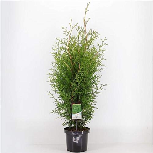 Lebensbaum Brabant ca. 40 cm - Thuja occidentalis Brabant - Heckenpflanze - Koniferen von Blumen-Senf