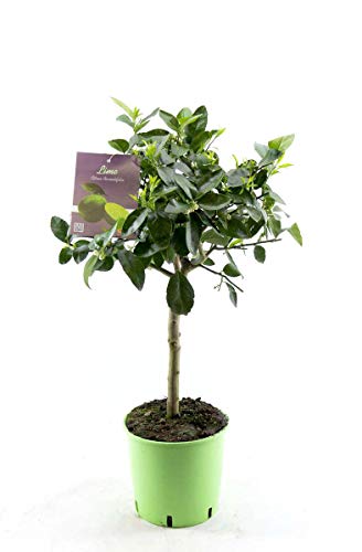 Limettenbaum - Lima Verde, Caipirinha Limette 140-170 von Blumen-Senf