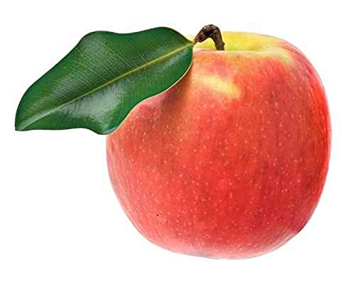 Malus Domestica Jonagold - Apfelbaum 120 cm, Jonagold Apfel, Selbstbefruchtend & Ertragreich, Ideal für Garten & Obstwiese von Blumen-Senf