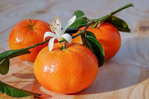 Mandarinenbäumchen 100-140 cm C/17 - Citrus reticulata - Mandarine Pflanze von Blumen-Senf