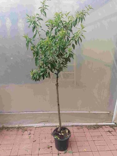 Mandelbaum - Prunus dulcis Marcona 180-200 cm Stammumfang 6-8 cm - Prunus amygdalus von Blumen-Senf