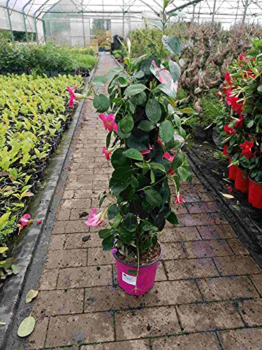 Mandevilla rosa 30-40 cm - Dipladenia - Exotische Kletter-Schönheit für Balkon oder Terrasse von Blumen-Senf