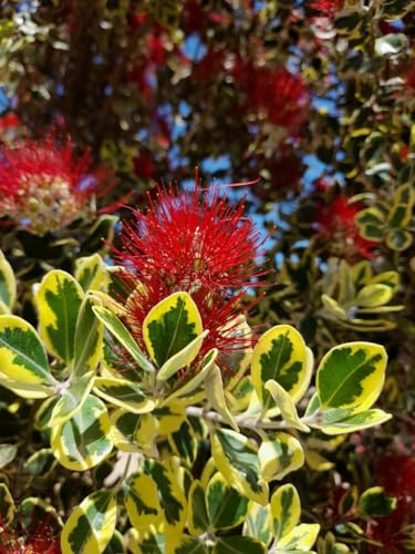 Metrosideros excelsa 'Variegata' 80-100 cm - Buntlaubiger Eisenholzbaum Pohutukawa Neuseeländischer Weihnachtsbaum Metrosideros excelsa 'Variegata' 80-100 cm - Buntlaubiger Eisenholzbaum Pohutukawa Neuseeländischer Weihnachtsbaum von Blumen-Senf
