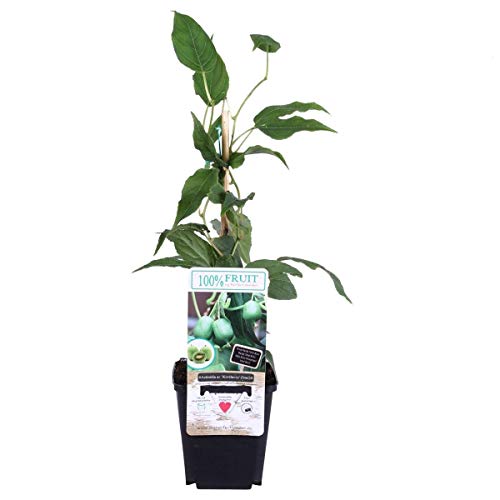 Mini-Kiwi Issai ca. 30 cm – Selbstfruchtende Actinidia arguta | Winterhart, Süß & Vitaminreich | Perfekt für Garten & Balkon Mini-Kiwi Issai ca. 30 cm – Selbstfruchtende Actinidia arguta | Winterhart, Süß & Vitaminreich | Perfekt für Garten & Balkon von Blumen-Senf