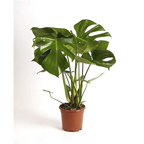 Monstera delicosa 60-70 cm - Köstliche Fensterblatt - Zimmerpflanze - bessere Raumluft - GrÃŒnpflanze von Blumen-Senf