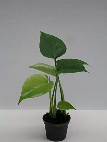Monstera delicosa ca. 25 cm - Köstliche Fensterblatt - Zimmerpflanze - bessere Raumluft - GrÃŒnpflanze von Blumen-Senf