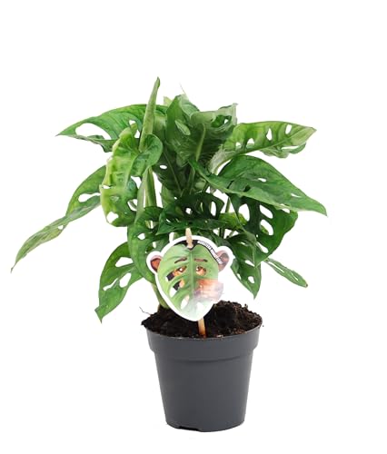 Monstera obliqua Monkey Leaf 30-40 cm - MONSTERA MONKEY MASK - Fensterblatt - Affenmaske - Monstera Zimmerpflanze bessere Raumluft von Blumen-Senf