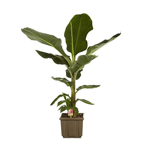 Musa Dwarf Cavendish - Zwerg-Essbanane, 40 cm, Pflegeleichte Zimmerpflanze, Exotisches Flair für Zuhause, Schnellwachsend & Dekorativ von Blumen-Senf