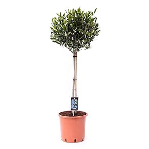 Olivenbaum Olea Europaea Stämmchen 100 cm - Pflegeleichtes Formgehölz für Garten, Terrasse & Balkon - Dekorative mediterrane Pflanze mit Dichtem Wuchs, Ideal für Einzelstellung oder Bonsai von Blumen-Senf