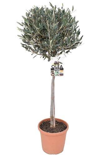 Olivenbaum-Stämmchen 100-120 cm – Mediterraner Olivenbaum für Garten, Balkon & Terrasse – Winterhart, Immergrün & Pflegeleicht von Blumen-Senf