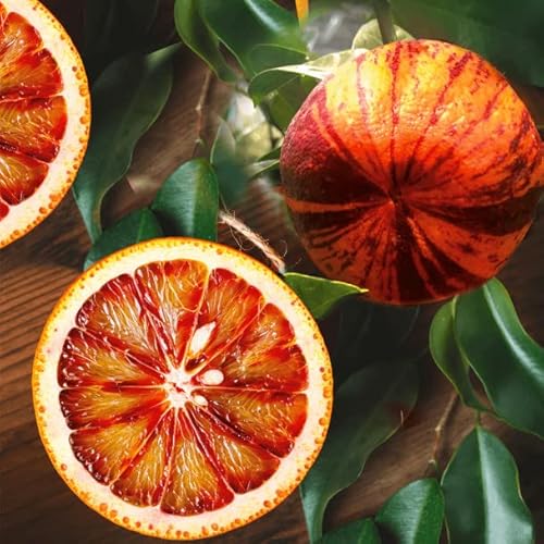 Orangenbaum Arcobal 70-100 cm - Citrus Sinensis 'Arcobal' - Regenbogen Orange, Fruchtig, Aromatisch, Perfekt für Garten & Terrasse – Exklusive Züchtung, Ideal für Frischverzehr und Saft von Blumen-Senf