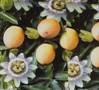 Passiflora edulis Passionsblume Maracujua von Blumen-Senf