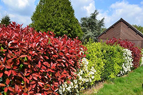 Photinia fraseri 'Red Robin' – Rote Glanzmispel 120–140 cm – Immergrüne Solitärpflanze im Topf – Sichtschutz & Ziergehölz – Frosthart & Pflegeleicht von Blumen-Senf