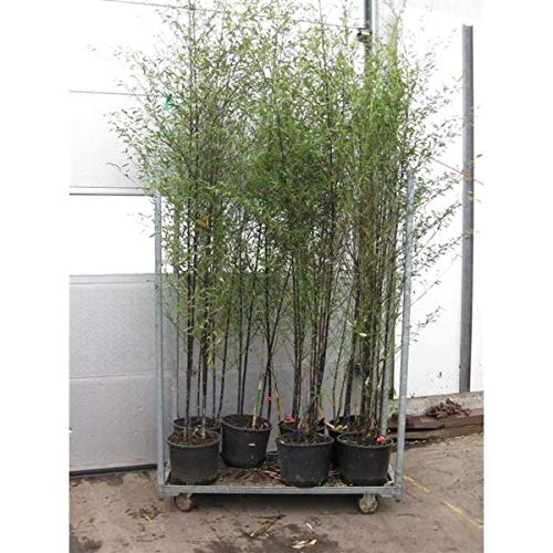 Phyllostachys nigra Topf C5-5 Liter ca. 75-125 cm - Schwarzrohrbambus von Blumen-Senf